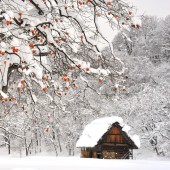 Tuyết trong tiếng Nhật đẹp như thế nào?